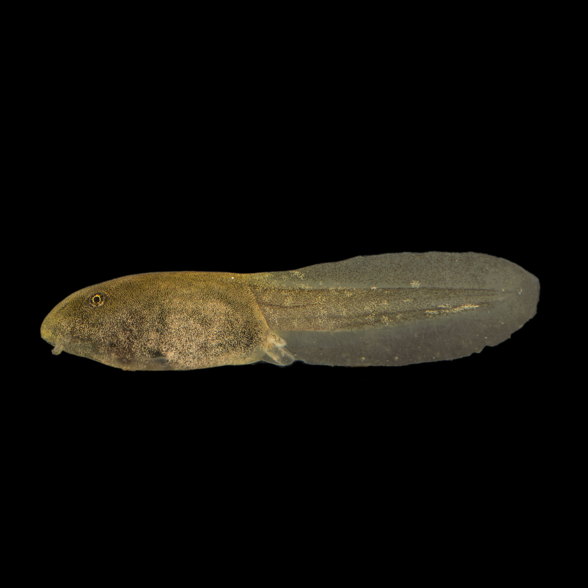 metamorfosis1