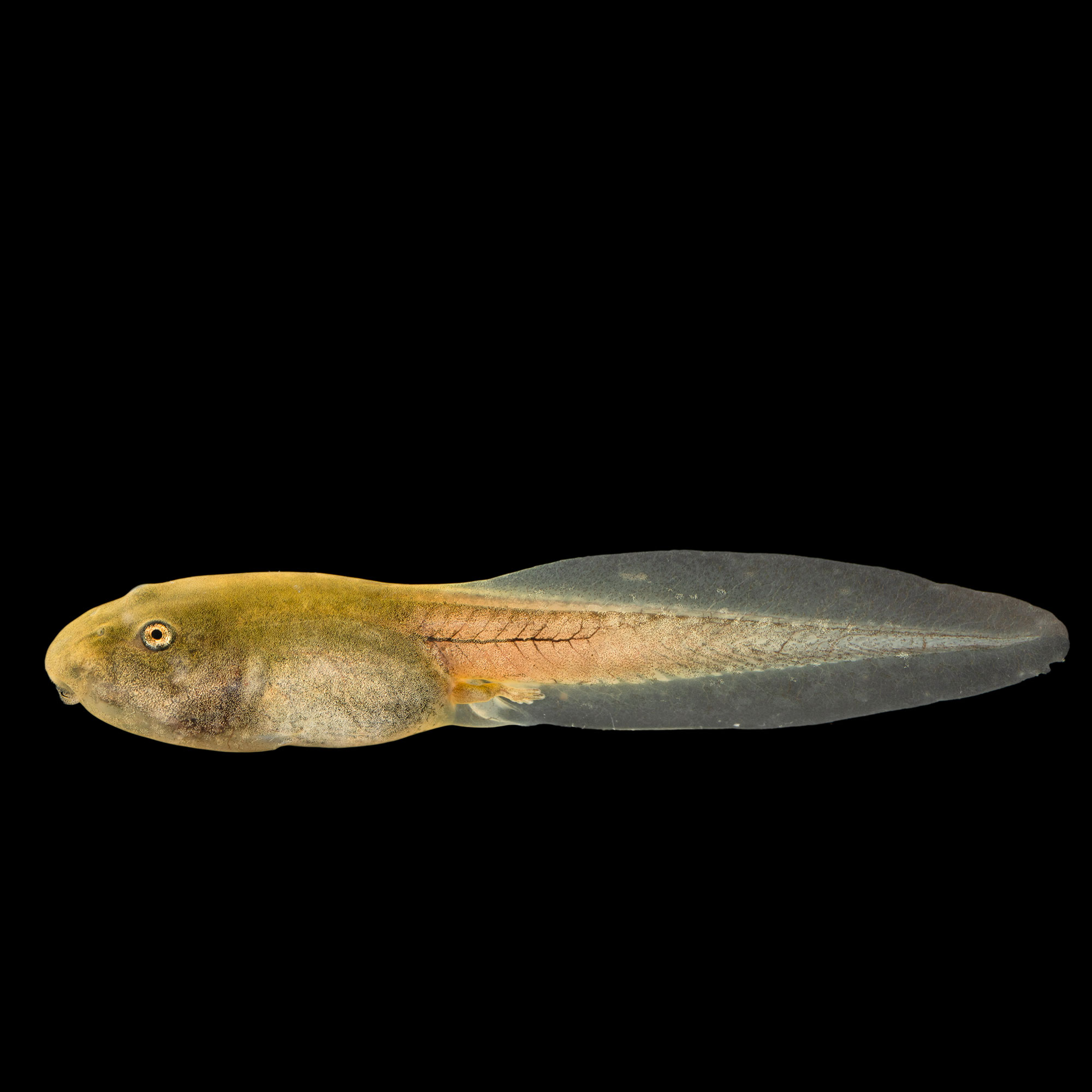 metamorfosis2