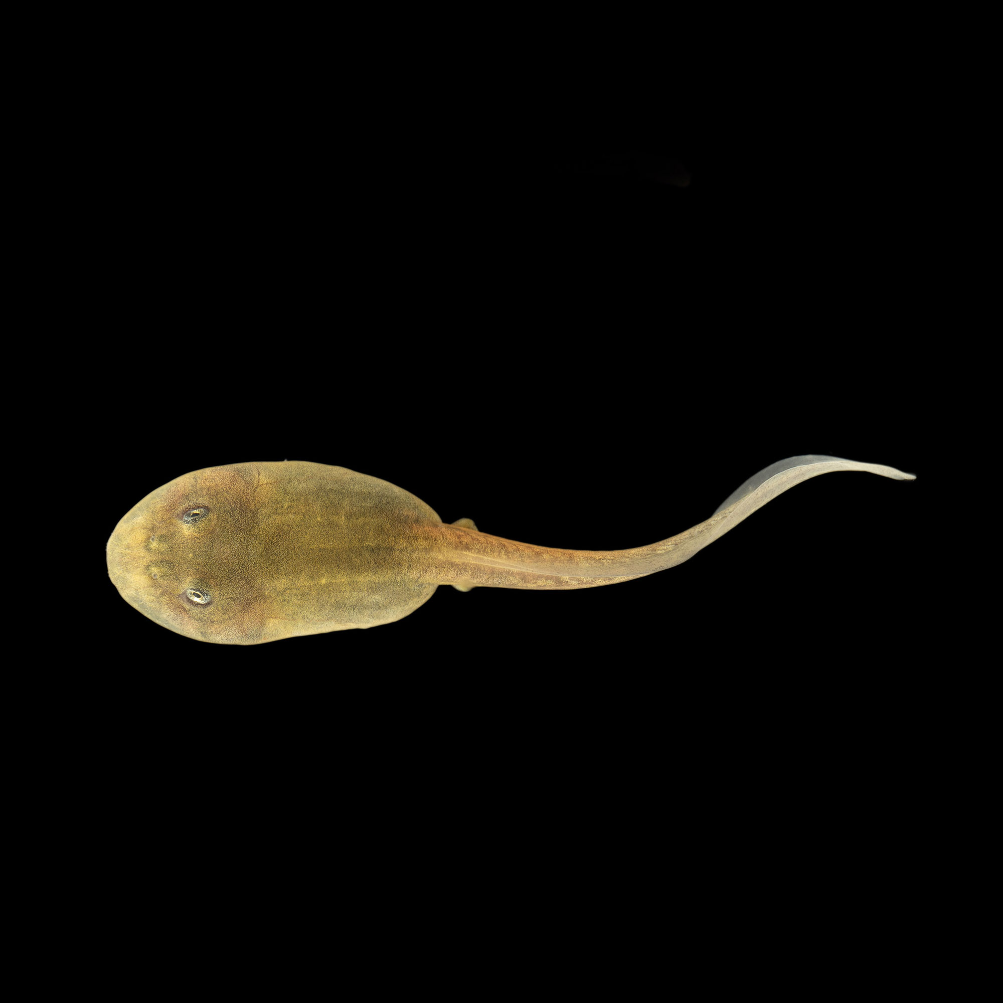 metamorfosis3