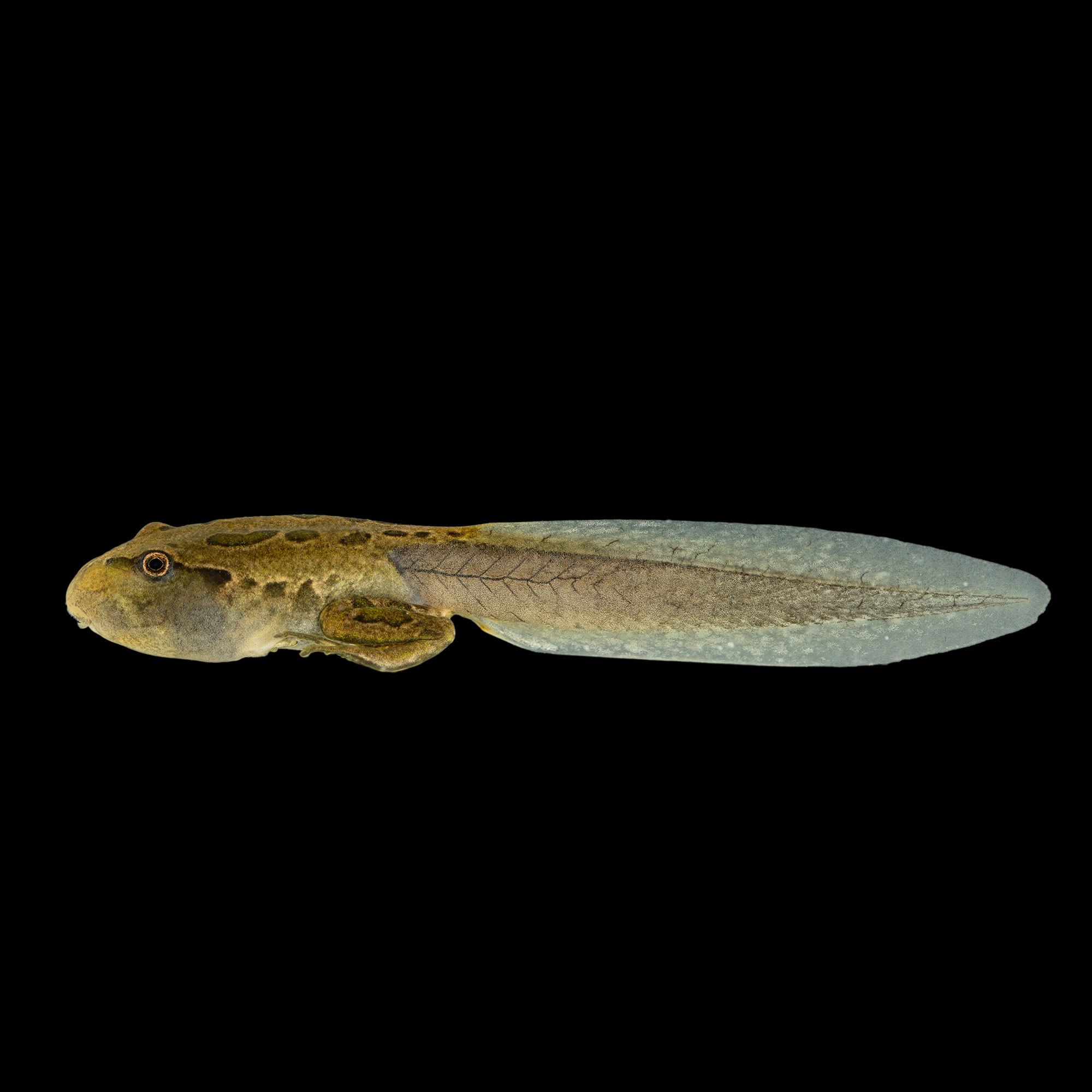 metamorfosis4