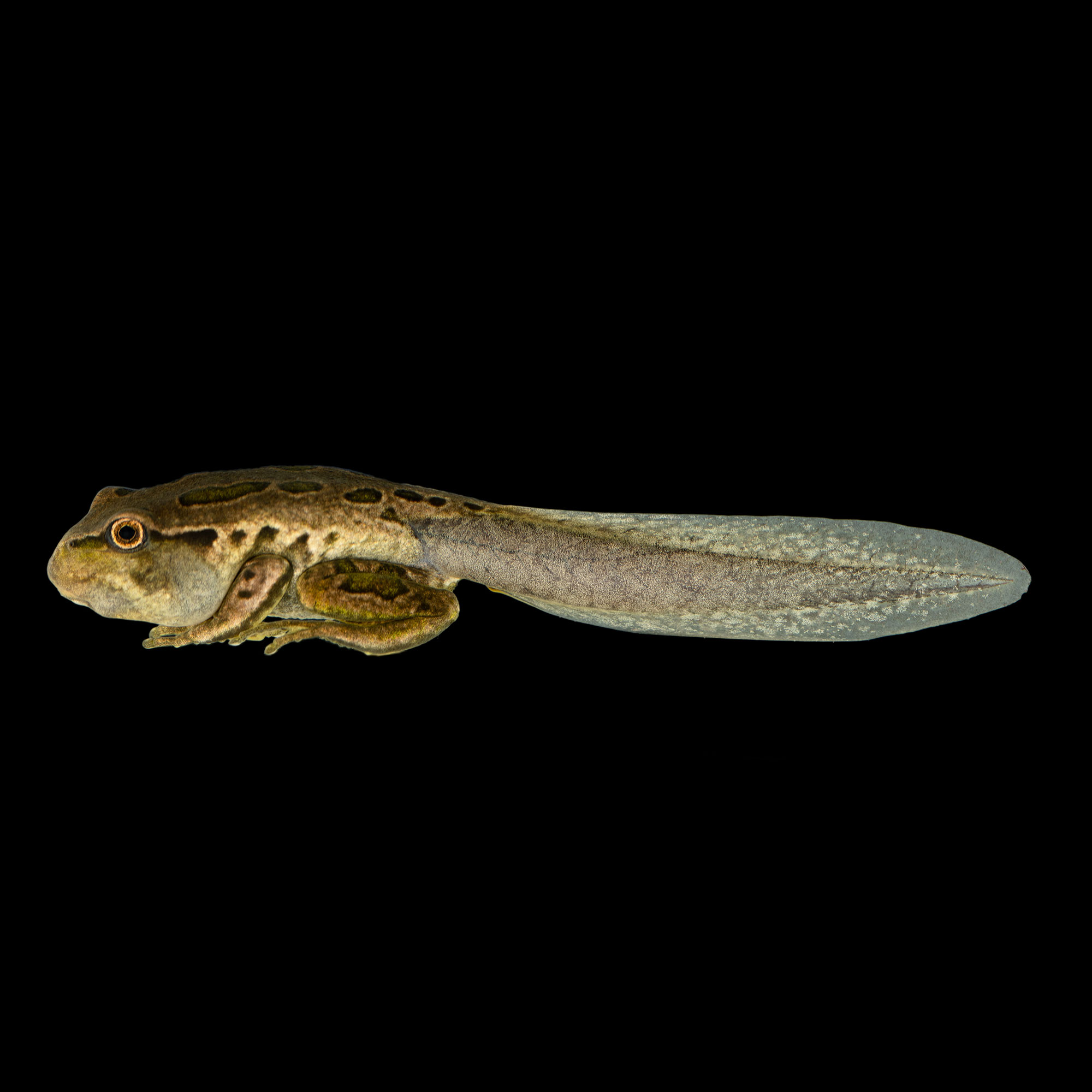metamorfosis5