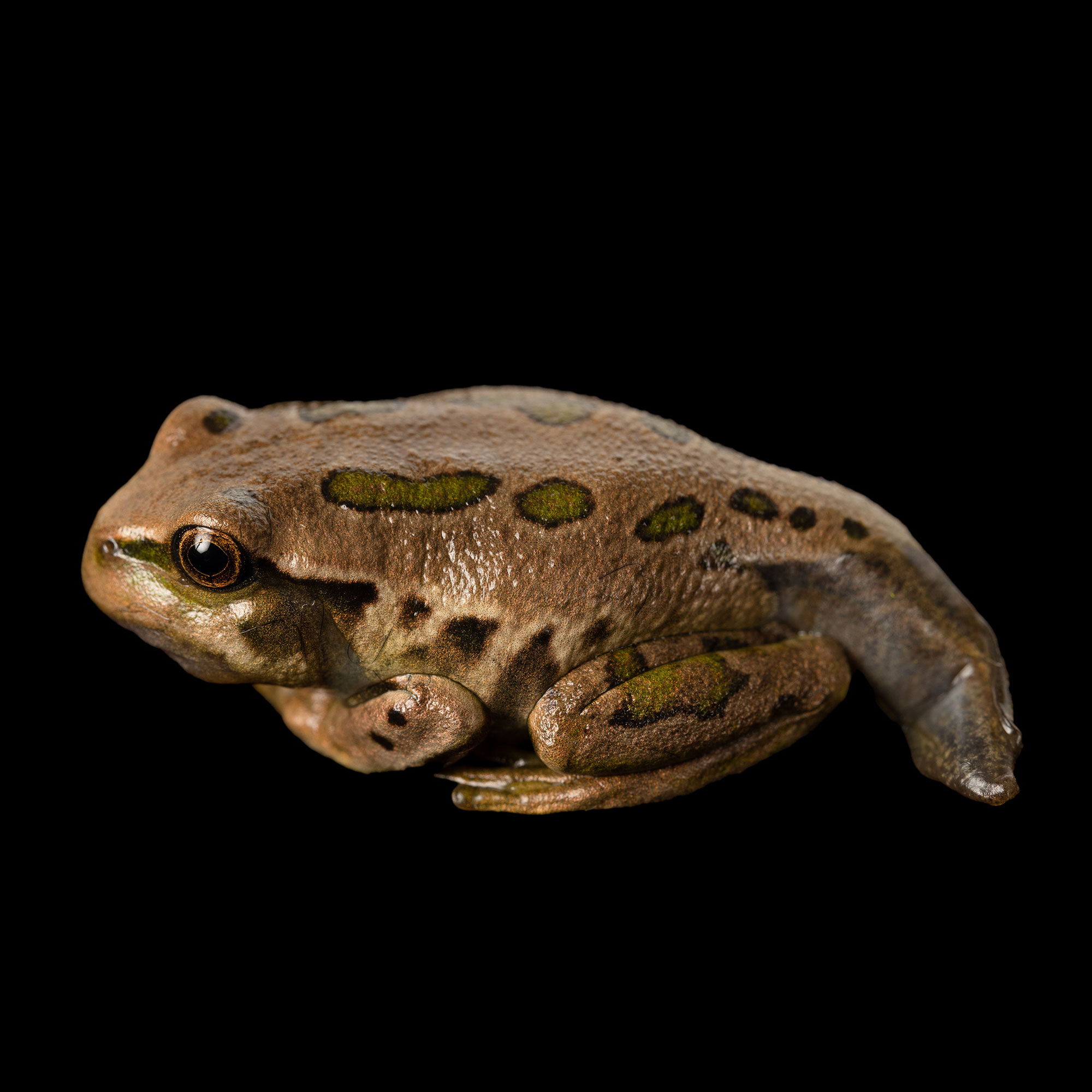 metamorfosis6